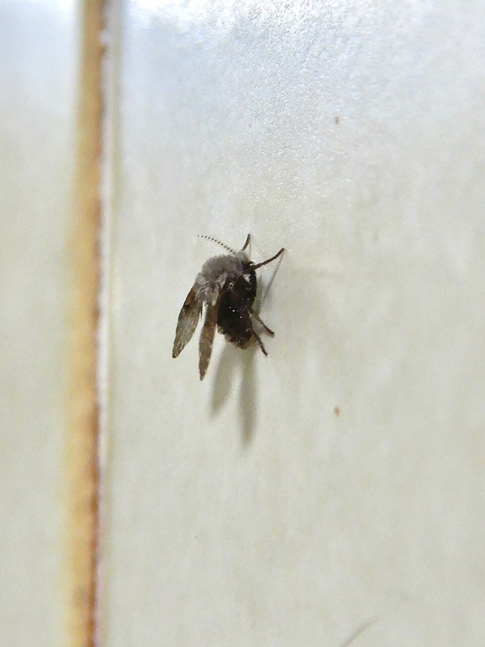 チョウバエの写真