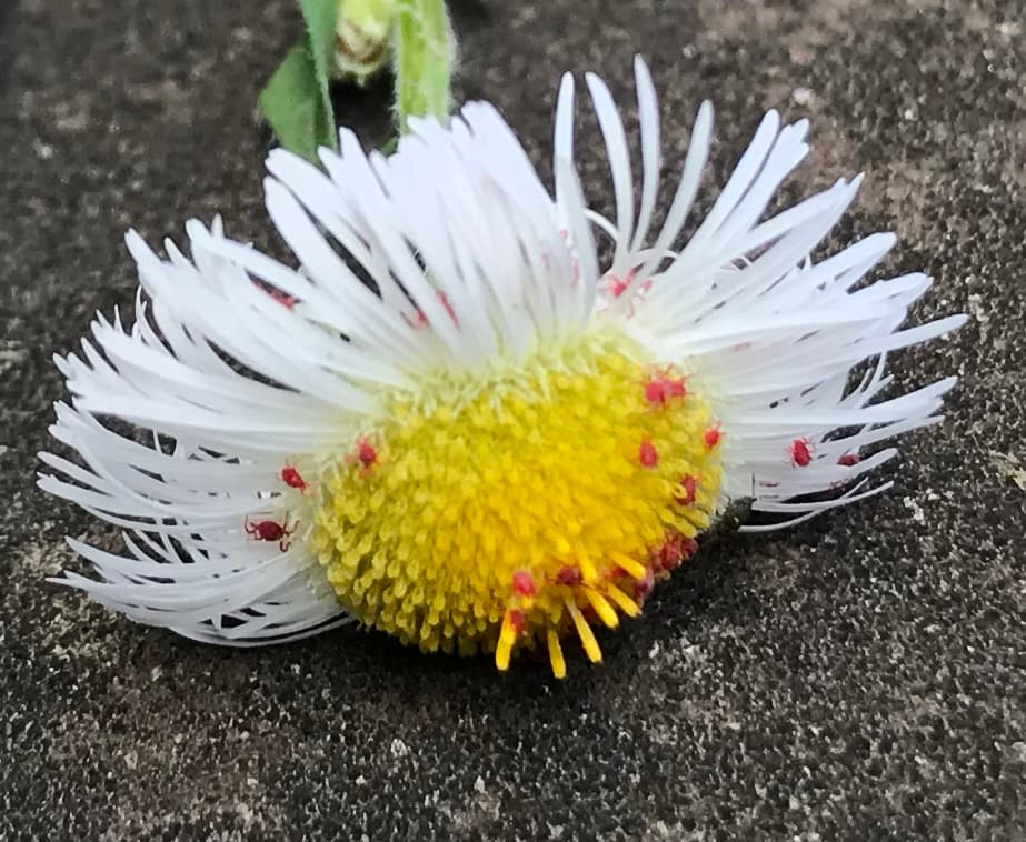 タカラダニの写真
